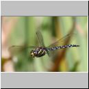 Aeshna juncea - Torf-Mosaikjungfer m02a - Hoerne-Wiese-Tuempel.jpg